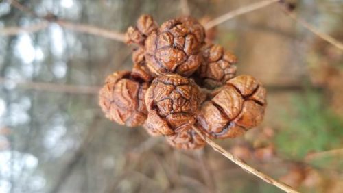 cedar_cones_grande