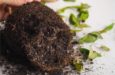 how-to-identify-fix-and-prevent-root-rot-15