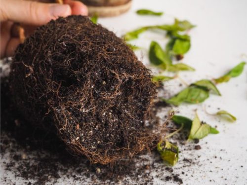 how-to-identify-fix-and-prevent-root-rot-15